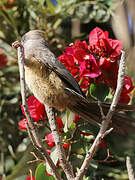 Speckled Mousebird