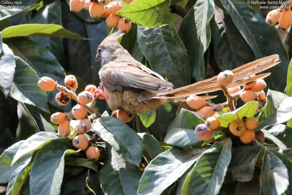 Coliou rayéadulte, identification, habitat, mange, Comportement