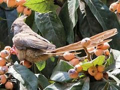 Speckled Mousebird