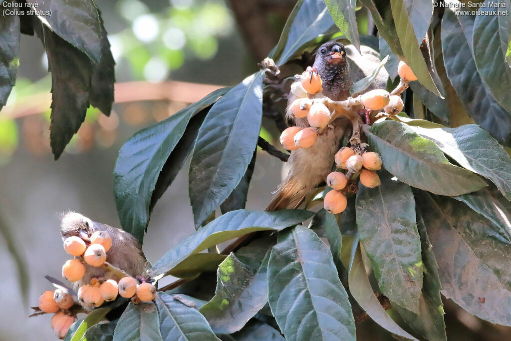 Speckled Mousebirdadult, identification, habitat, feeding habits, eats, Behaviour