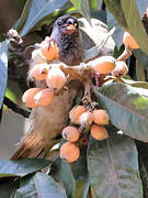 Speckled Mousebird