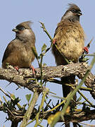 Speckled Mousebird