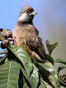 Speckled Mousebird