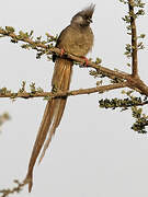 Speckled Mousebird