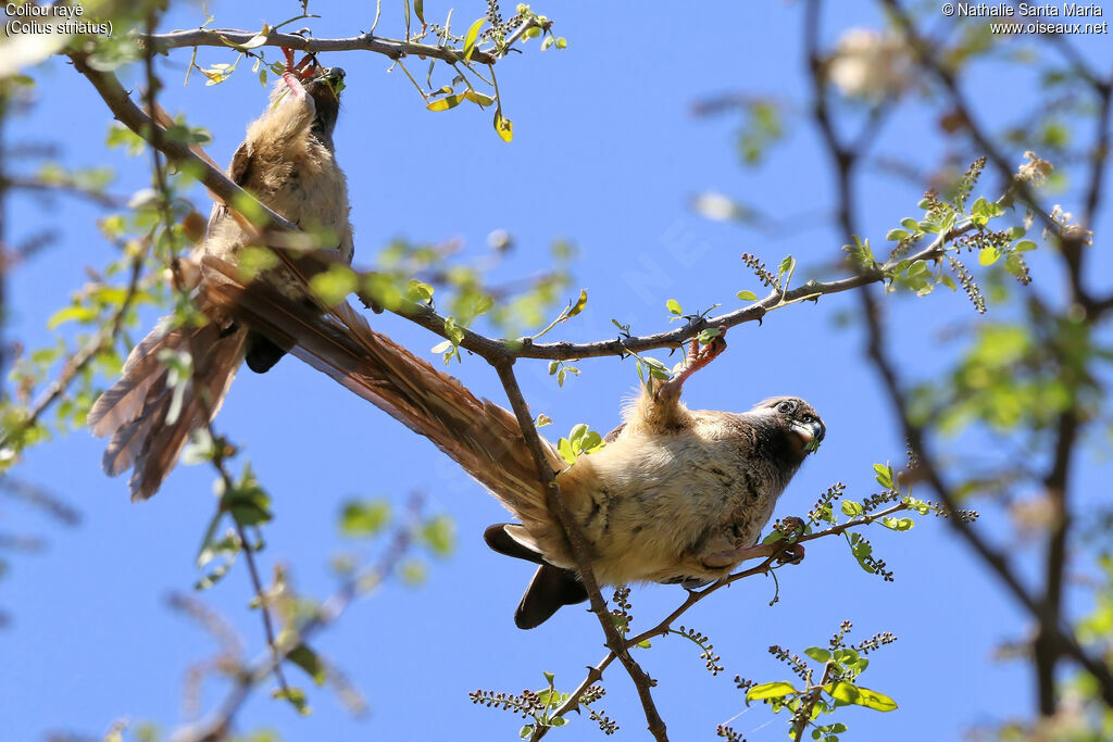 Speckled Mousebirdadult, identification, habitat, eats