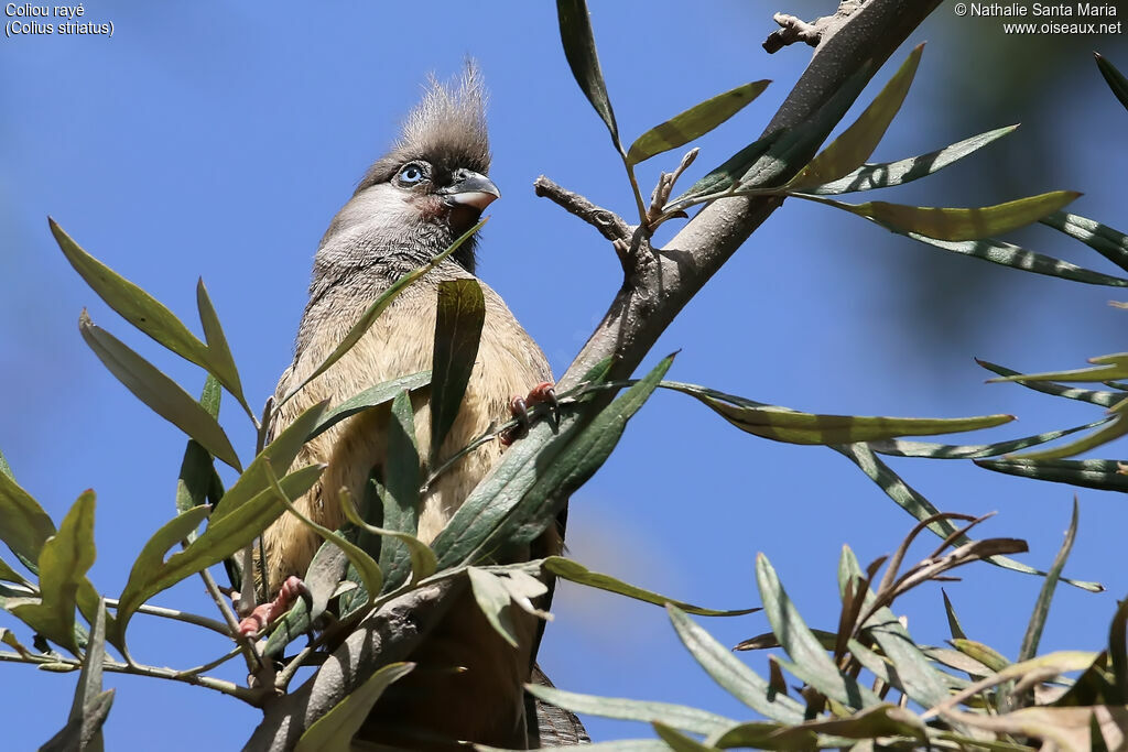 Coliou rayéadulte, identification, habitat