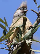 Speckled Mousebird