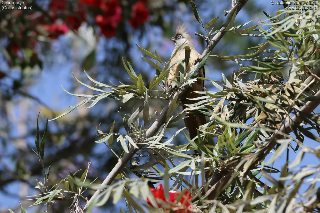 Speckled Mousebirdadult, identification, habitat