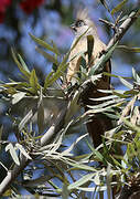 Speckled Mousebird