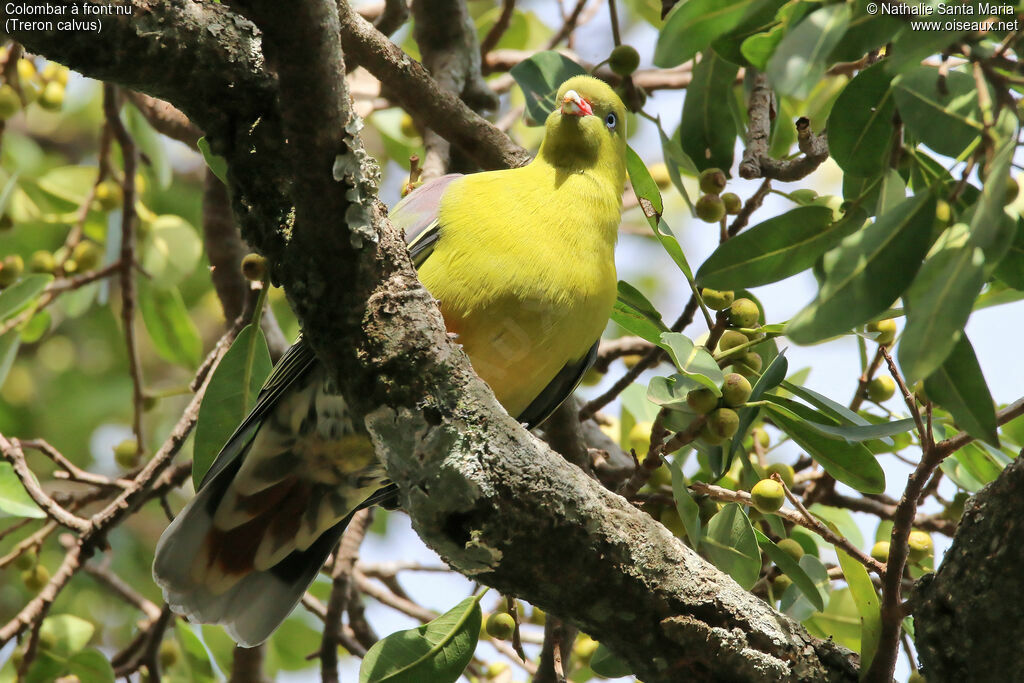 African Green Pigeonadult, identification, habitat