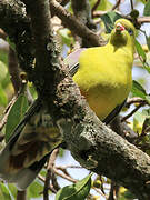 African Green Pigeon