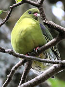 African Green Pigeon