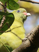 African Green Pigeon