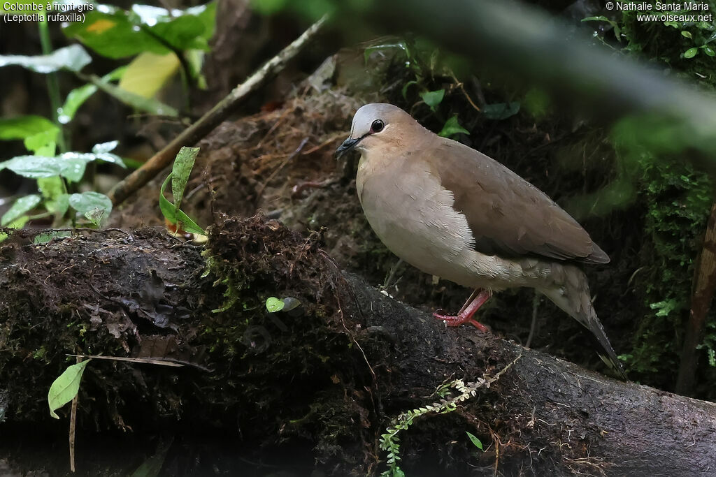 Colombe à front gris
