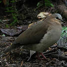 Colombe à front gris