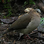 Colombe à front gris