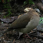 Colombe à front gris