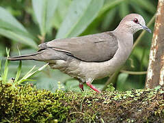 White-tipped Dove