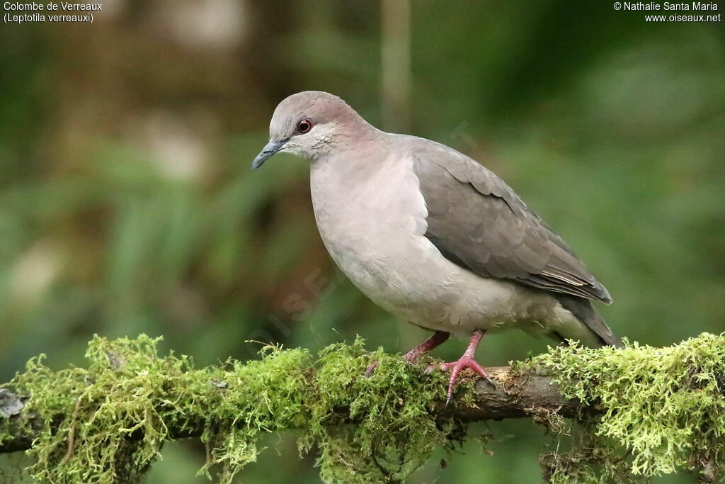 White-tipped Doveadult, identification