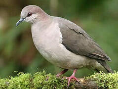 White-tipped Dove