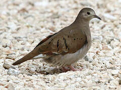 Ruddy Ground Dove