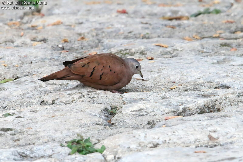 Ruddy Ground Dove male adult, identification, eats