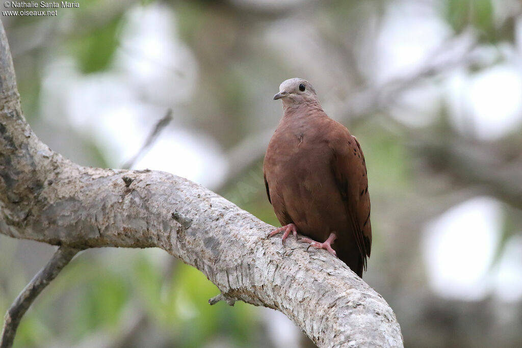 Ruddy Ground Dove male adult, identification