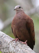 Ruddy Ground Dove