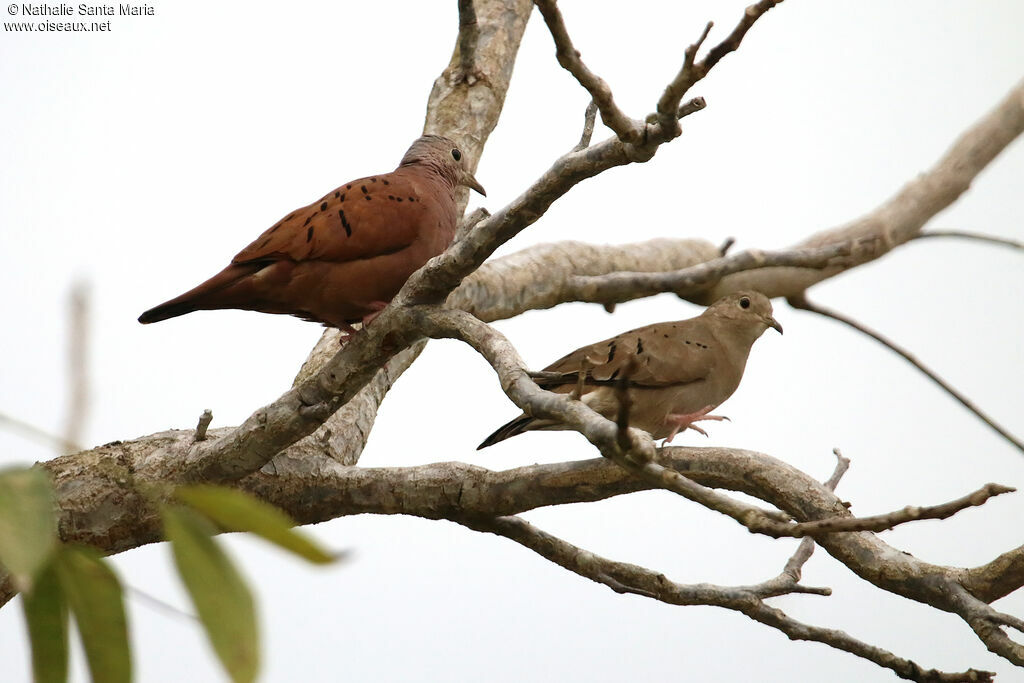 Ruddy Ground Doveadult