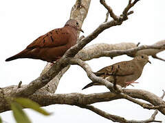 Ruddy Ground Dove