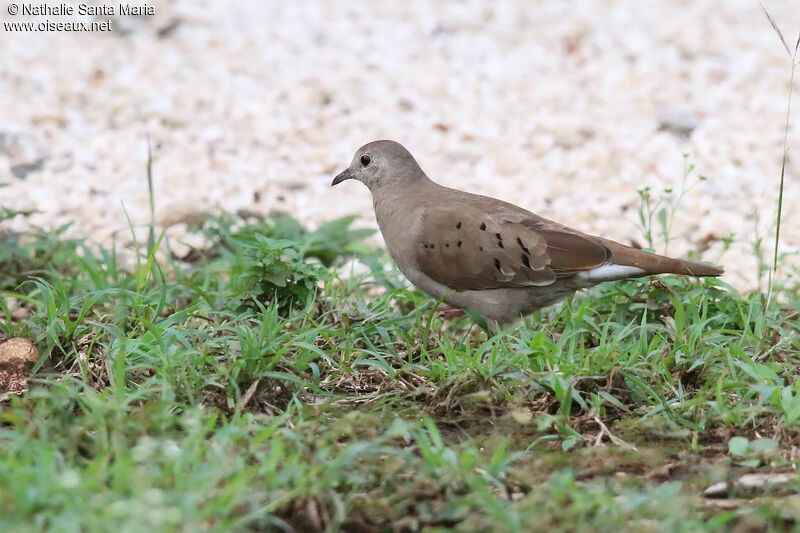 Ruddy Ground Dove female adult, identification