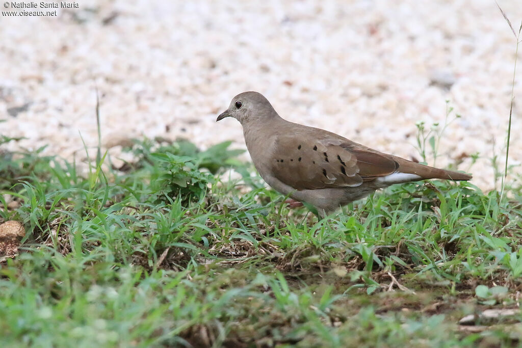 Colombe rousse femelle adulte, identification