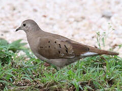 Ruddy Ground Dove