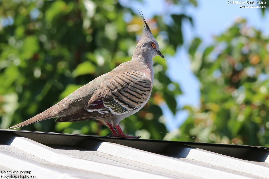 Crested Pigeonadult, identification