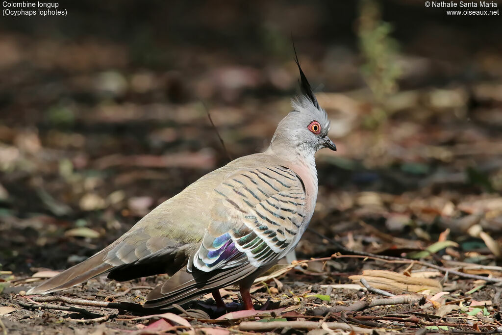 Crested Pigeonadult, identification