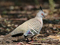 Crested Pigeon