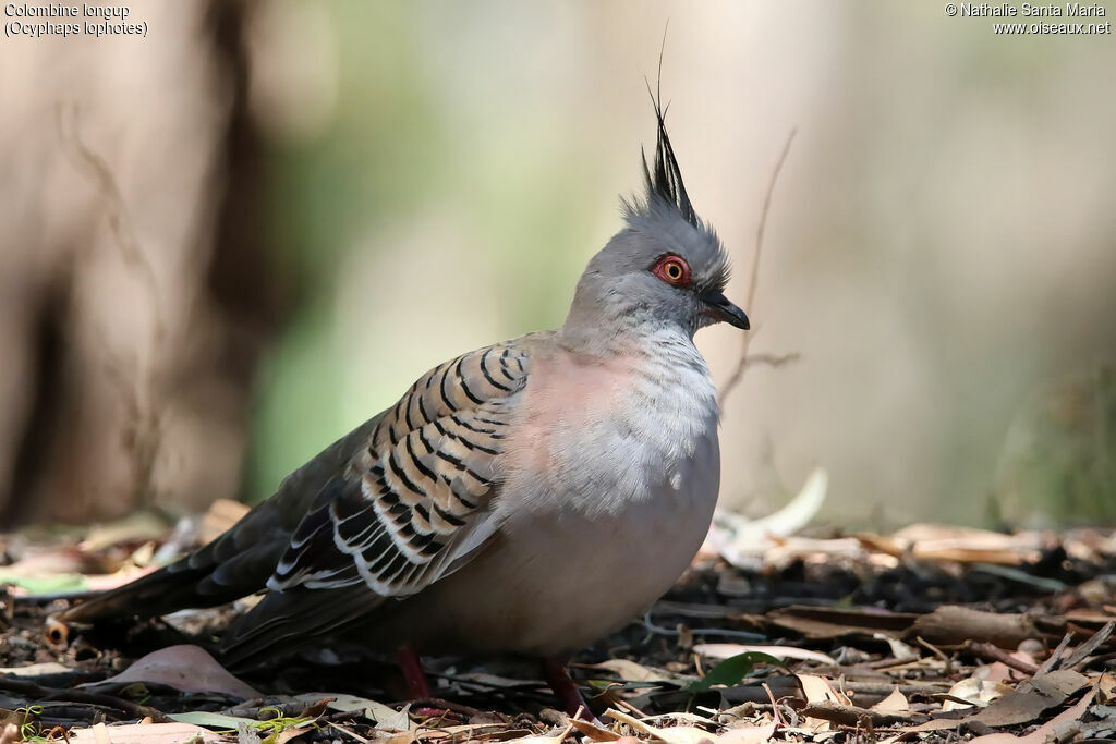 Crested Pigeonadult, identification