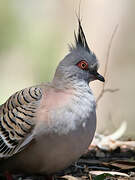 Crested Pigeon