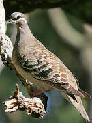 Common Bronzewing