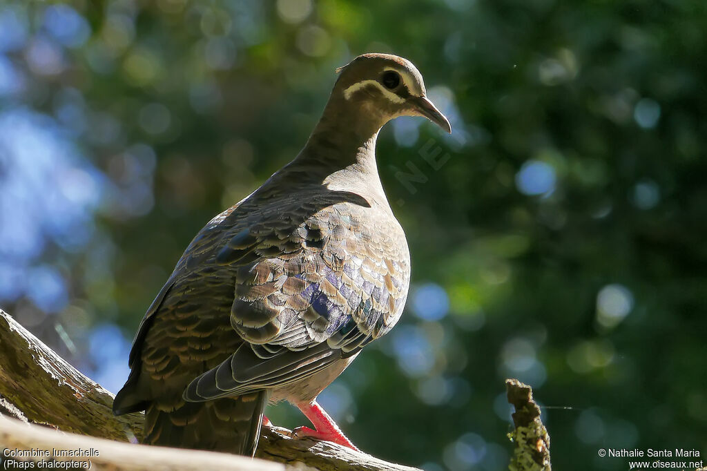 Common Bronzewing female