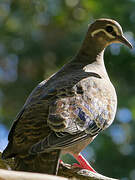 Common Bronzewing