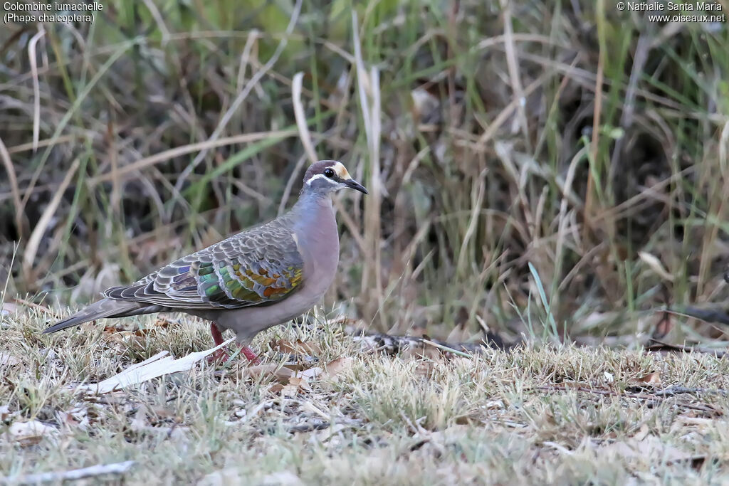 Common Bronzewing male adult, identification, walking