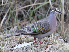 Common Bronzewing