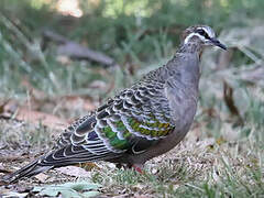 Common Bronzewing