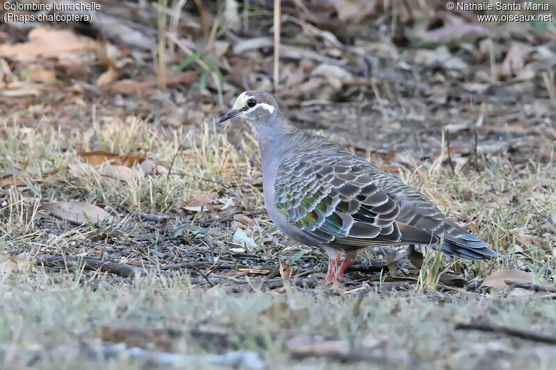Common Bronzewing male adult, identification, walking