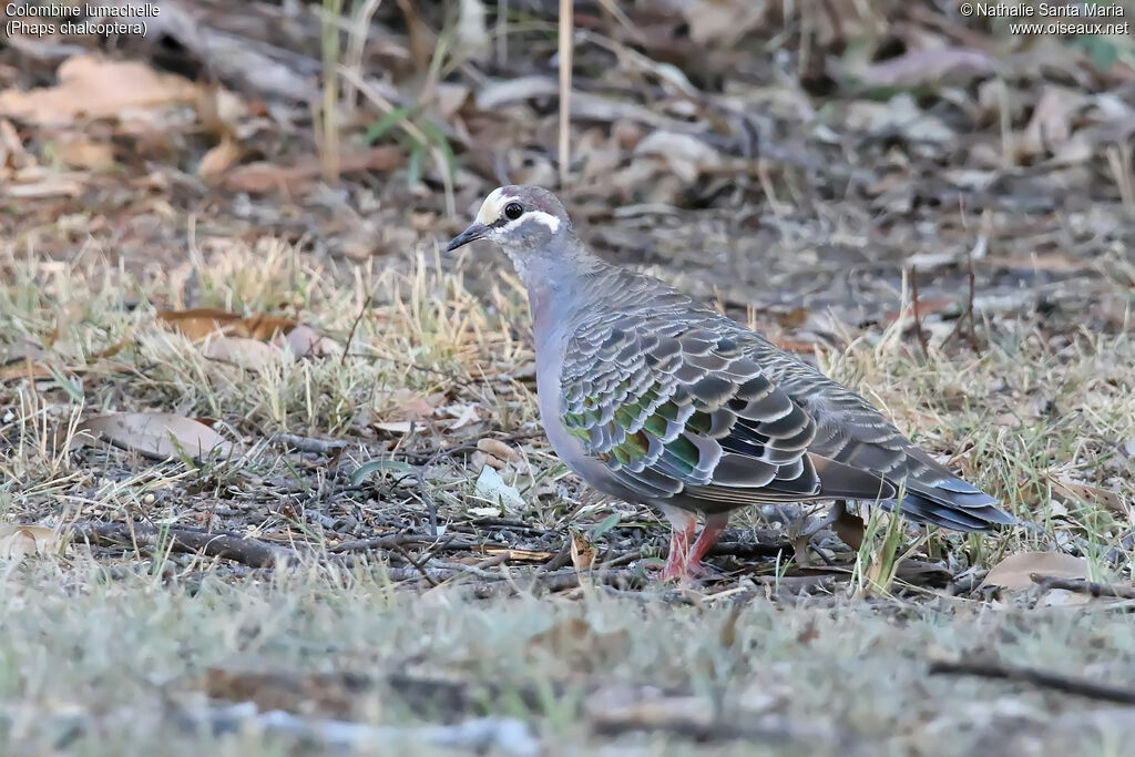 Common Bronzewing male adult, identification, walking