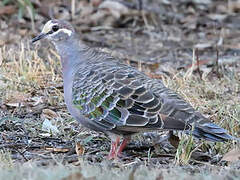 Common Bronzewing