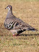 Common Bronzewing