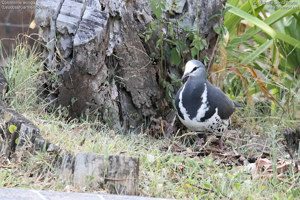 Wonga Pigeonadult, identification, walking