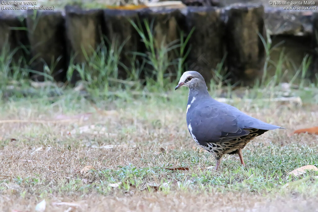 Wonga Pigeonadult, identification, walking